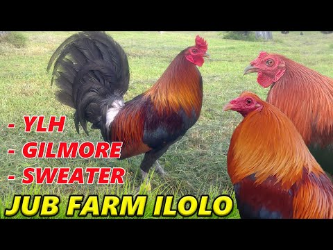 Larry Romero Yellow Legged Hatch Gilmore - JUB FARM ILOILO PHILIPPINES