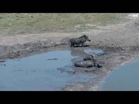 Warthogs Mud Bath at Nkorho