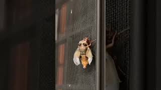 One natural animal convert to other body/the Natures Beauty/youtube #storys #