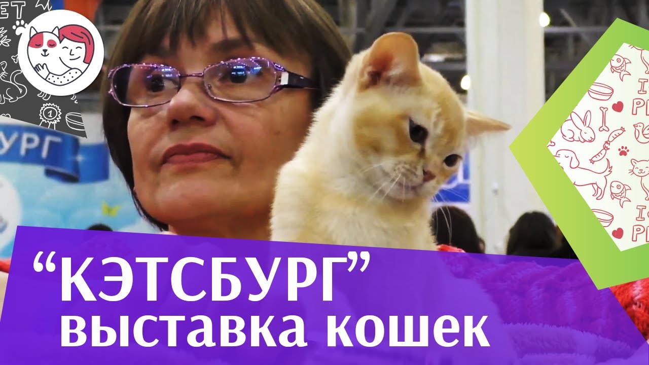 Международная выставка кошек «Кэтсбург» на ilikepet