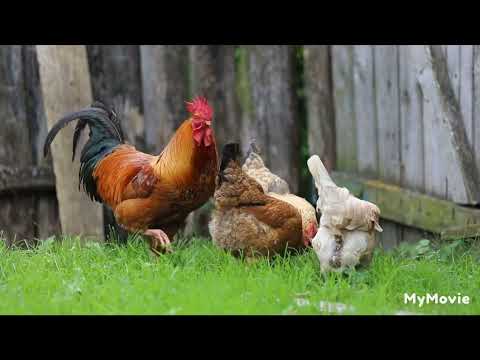|Rooster crowing compilation plus| |Rooster crowing sounds effect| |hen videos|
