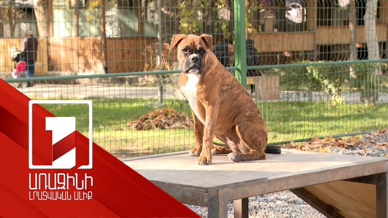 Մյուս տարի Երևանի բոլոր վարչական շրջաններում շների համար առանձնացված զբոսայգիներ կլինեն