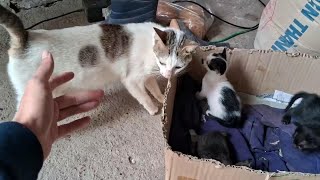 可愛いすぎる子猫 Part 11 || 芸能界ニュース