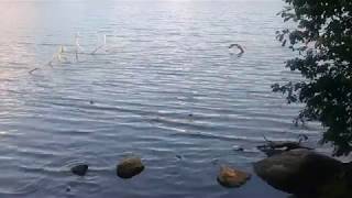 New Short Video - Nature walk