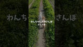 わんちゃんズのさんぽ。犬との暮らし。