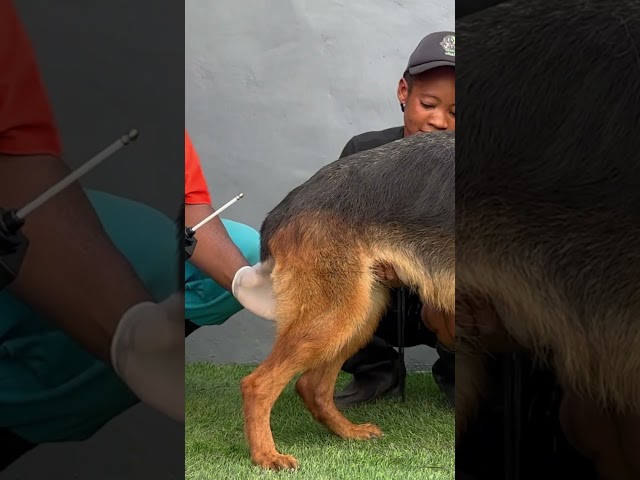 Vídeo relacionado con Detector de ovulación para perros 2 Prueba de progesterona impermeable LCD para perros con sonda magnética y cordón de la batería de cordón de la batería de embarazo Suministros de reproducción.