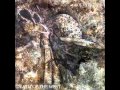 Sol Invictus - Our Lady of the Wild Flowers
