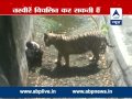 SHOCKING VIDEO White Tiger Kills Youth At Delhi Zoo