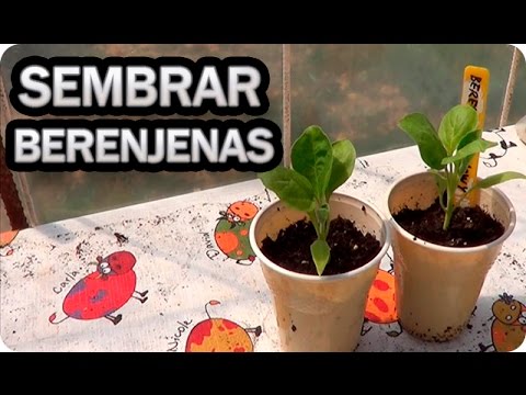 , title : 'Como Sembrar Berenjenas - El Semillero || Cultivo Berenjena || La Huertina De Toni'