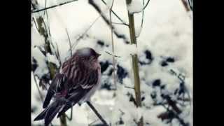 Loreena Mckennitt Snow