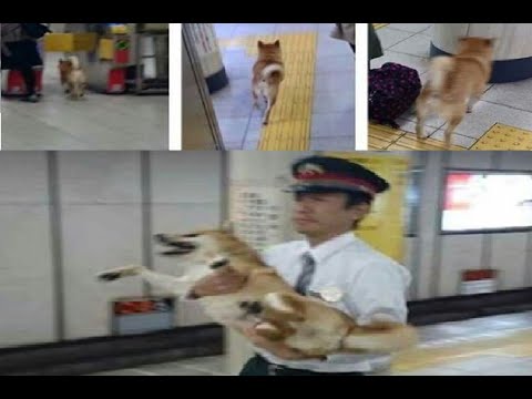 Funny Animal Videos 2022 😂 - Best Dogs And Cats Videos 😺😍 #81