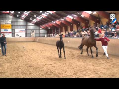 2012 Sonne - Stutfohlen von Hengst Diarado - For Sale