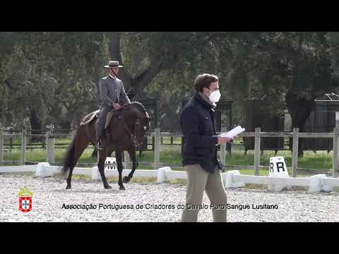 210201 9 Junior - Aprovação de Garanhões