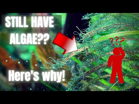 10 REASONS WHY YOU DON'T HAVE AN ALGAE FREE AQUARIUM (Easy Fix)