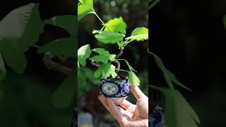 イチョウの湯呑みミニ盆栽 春の芽吹き #bonsai #盆栽