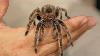 6 Rose Hair Tarantula Facts & Care Tips | Pet Tarantulas