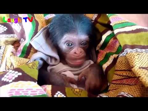 Você precisa ver este vídeo de macacos fofos e hilários!