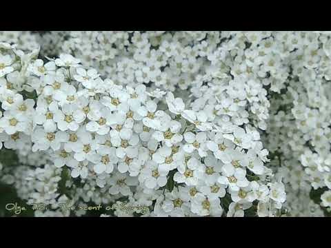 Olga TiZi - The Scent of Spring