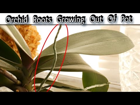 Orchid Roots Growing Out Of Pot - Orchid Aerial Roots