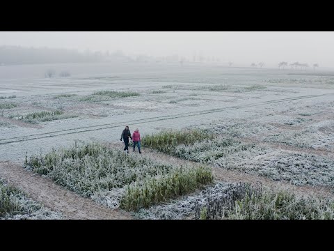 KWS: Mehr Nachhaltigkeit dank Zwischenfrüchten