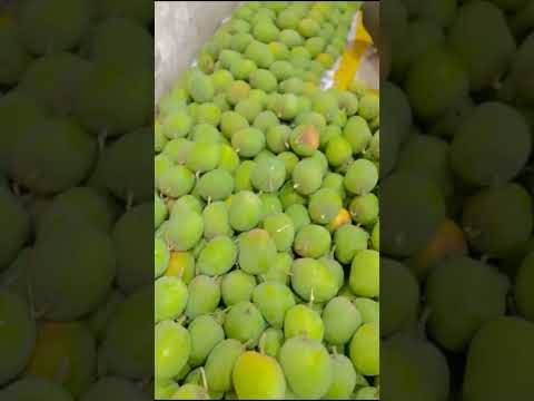 🥭🥭Best quality best price Call/ whatsapp: 7907090396 #export #mango #alphonsa