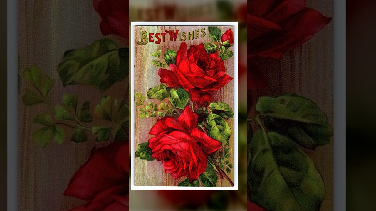 Printed in Germany, Divided Back, Red Roses, Early 1900s Video