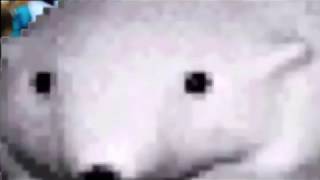 Polar Bears at Midnight Music Video