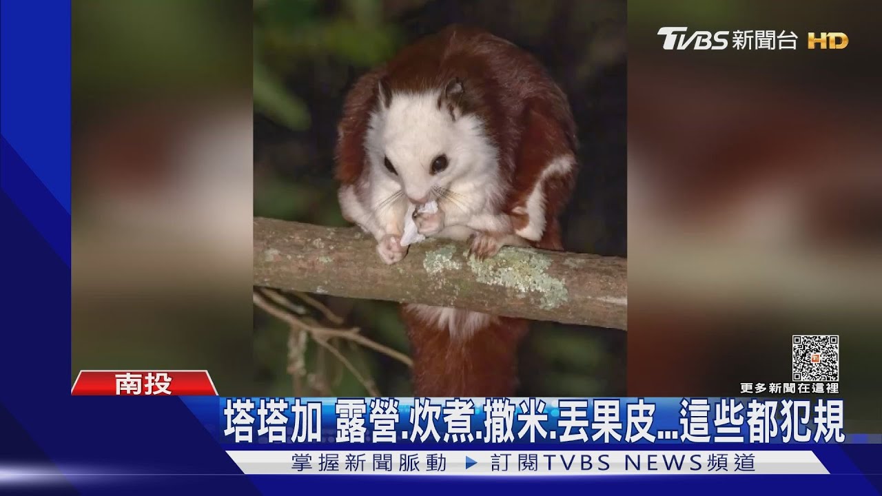 天啊!飛鼠撿衛生紙吃 遊客缺公德心留禍害