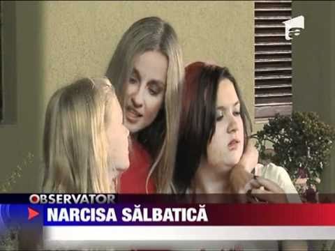 Incepand de astazi - Narcisa Salbatica