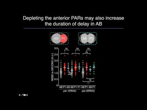 A Gerhold: PAR polarity proteins promote spindle assembly checkpoint activity in germline blastomere