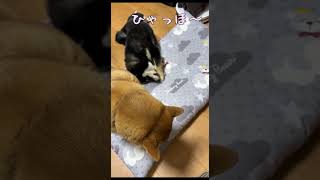黒柴子犬さん、先輩柴てんちゃんに怒られる！ #赤柴 #shibainu#子犬 #柴犬 #黒柴