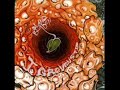 Yuri Gagarin Yuri Gagarin 2014 Remix Full Album Space Rock Psychedelic Rock