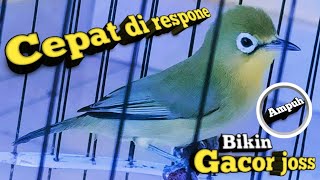 Download lagu CEPAT DI RESPON | SUARA CIAK CIAK KECIAL KUNING GACOR NGEJOS | TERBUKTI AMPUH BIKIN JOSS mp3