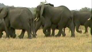Elephant Herd in Tanzania 2000