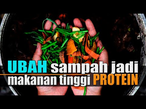 , title : 'Lalat Tentara Hitam Untuk Pertanian, Peternakan & Perikanan! Tren Market - Peluang Usaha Maggot BSF'