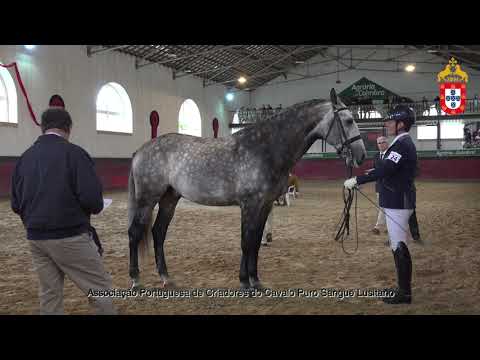 221022 21 Marquês dos Cedros - Aprovação de Garanhões