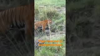 August 12, 2022 , Kanha Tiger Reserved, MadhyaPradesh
