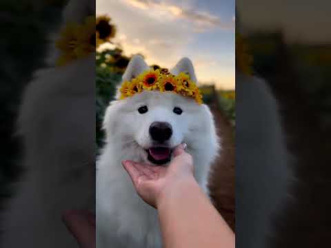 The happiest sunflower you'll see today