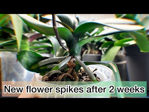 Bought 2 slightly frozen ORCHIDS and surprise.. they started growing in 2 weeks. And new spikes