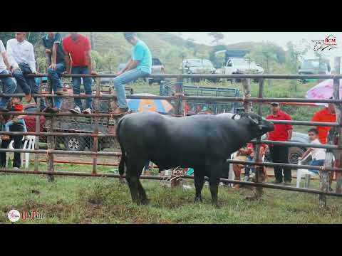 Toros en El 15 Años de María Victoria Pérez Marín, en Las Lagunitas de Los Pozos 20 sept. 2026.