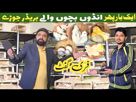 Tanzeel breeding setup | big birds and love birds