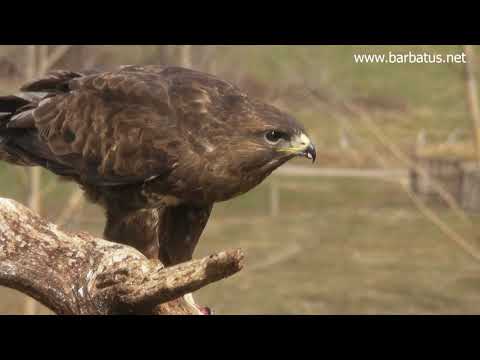 Busardo ratonero ( Buteo buteo ) Buzzard