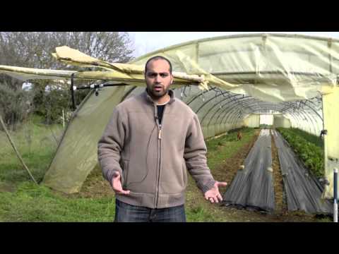 Ahmed GALAL, Nawaya, Egypt.