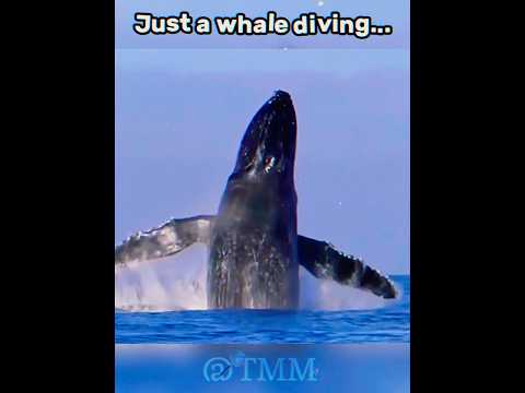 The last dive... #shorts #shortsfeed #nature