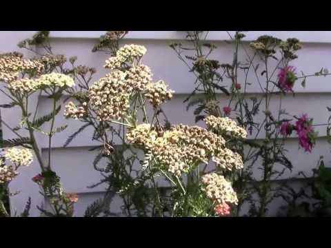 How We Deadhead Yarrow the Quick Way.