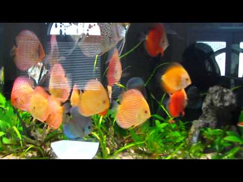 Discus Planted Tank