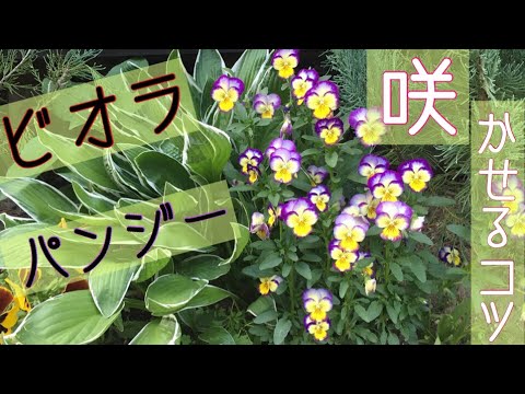 パンジーを植える時期と方法は？美しく開花させるためのヒントとコツ！  庭園
