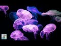 Calming Jellyfish Aquarium Relaxing Music For Sleep Stress Relief