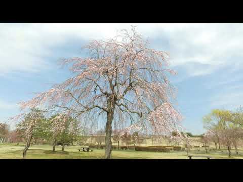 Cerezos en flor en Ichinoseki Yusui Park Memorial Green Park (17 de abril de 2019)