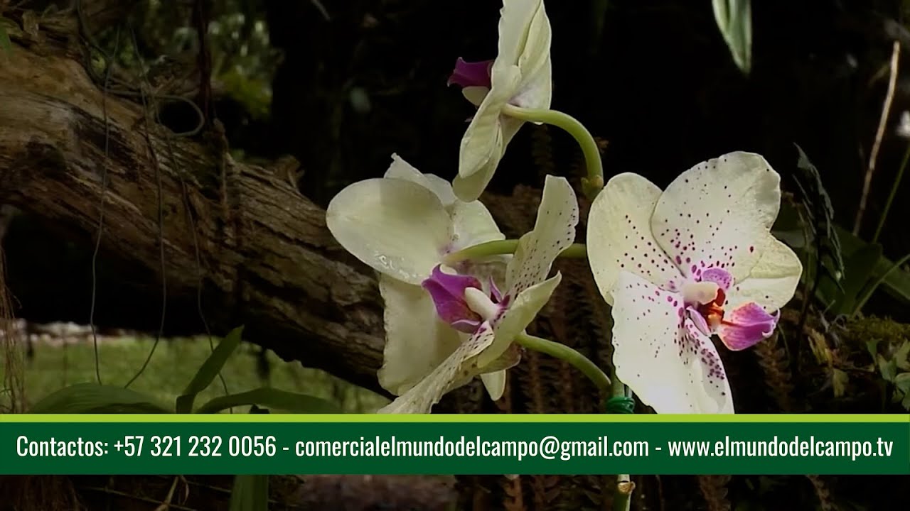 02 FEB   CAP 1   ORQUIDEOLOGÍA UNA POTENCIA PARA COLOMBIA   SALENTO QUINDÍO